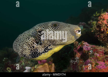 Oceano Indiano, Maldive. 22 Mar, 2018. Mappa Puffer Credito: Andrey Nekrasov/ZUMA filo/ZUMAPRESS.com/Alamy Live News Foto Stock