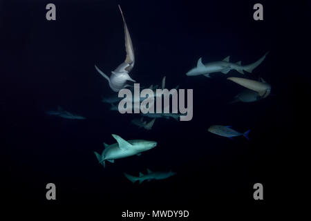 Oceano Indiano, Maldive. 24 Mar, 2018. scuola di Bruno squalo nutrice (Nebrius ferrugineus) nuota nella notte Credito: Andrey Nekrasov/ZUMA filo/ZUMAPRESS.com/Alamy Live News Foto Stock