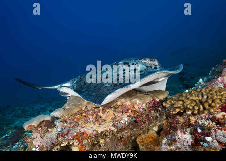 Oceano Indiano, Maldive. 24 Mar, 2018. Round ribbontail ray (Taeniura meyeni) giacciono sulla barriera corallina Credito: Andrey Nekrasov/ZUMA filo/ZUMAPRESS.com/Alamy Live News Foto Stock