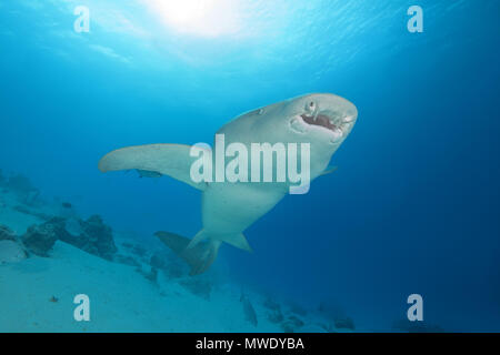 Marzo 25, 2018 - Indo-pacifico Oceano, Maldive - fulvo squalo nutrice (Nebrius ferrugineus) nuota nelle acque blu Credito: Andrey Nekrasov/ZUMA filo/ZUMAPRESS.com/Alamy Live News Foto Stock