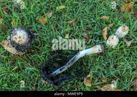 Shaggy ink-cap funghi nella prateria Foto Stock