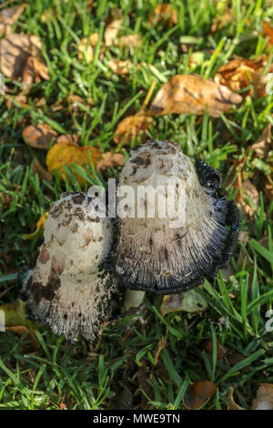 Shaggy ink-cap funghi nella prateria Foto Stock