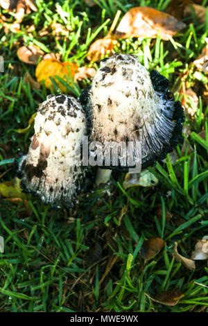 Shaggy ink-cap funghi nella prateria Foto Stock