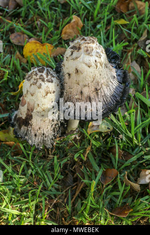 Shaggy ink-cap funghi nella prateria Foto Stock
