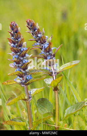 Bugle ( Ajuga reptans ) Mint famiglia cresce in una palude Foto Stock