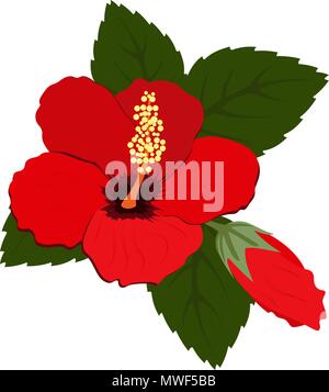 Tre belle rosso fiori di ibisco con foglie su sfondo bianco Illustrazione Vettoriale