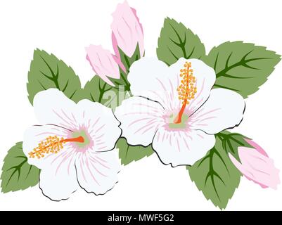 Di un bel colore rosa fiori di ibisco con foglie su sfondo bianco Illustrazione Vettoriale