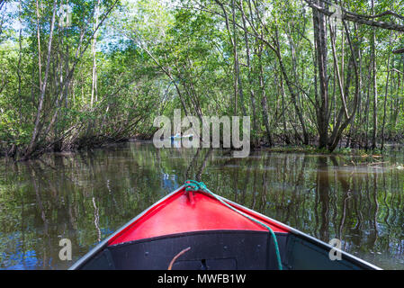 Itacare, Brasile - 9 Dicembre 2016: canoa attraversando una mangrovia canal sotto un tunnel di alberi Foto Stock