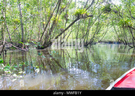 Itacare, Brasile - 9 Dicembre 2016: canoa attraversando una mangrovia canal sotto un tunnel di alberi Foto Stock