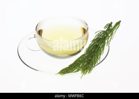 Horsetailtea, tè, tè medicinali, herbtea, pianta medicinale, Equisetum arvense, il campo equiseto o comuni o equiseto Foto Stock