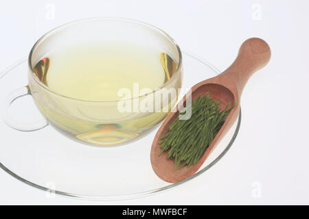 Horsetailtea, tè, tè medicinali, herbtea, pianta medicinale, Equisetum arvense, il campo equiseto o comuni o equiseto Foto Stock