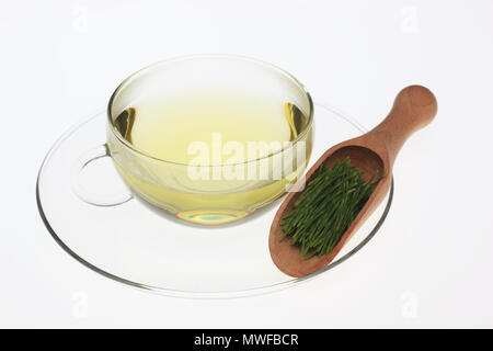 Horsetailtea, tè, tè medicinali, herbtea, pianta medicinale, Equisetum arvense, il campo equiseto o comuni o equiseto Foto Stock