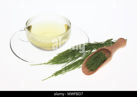 Horsetailtea, tè, tè medicinali, herbtea, pianta medicinale, Equisetum arvense, il campo equiseto o comuni o equiseto Foto Stock