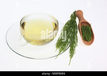 Horsetailtea, tè, tè medicinali, herbtea, pianta medicinale, Equisetum arvense, il campo equiseto o comuni o equiseto Foto Stock