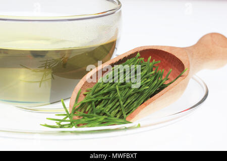 Horsetailtea, tè, tè medicinali, herbtea, pianta medicinale, Equisetum arvense, il campo equiseto o comuni o equiseto Foto Stock