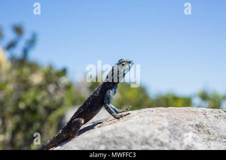 Southern Rock Agama Lizard su una roccia con cielo blu sullo sfondo Foto Stock