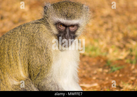 Vervet monkey seduto a terra Foto Stock