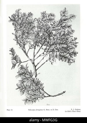 . Inglese: piastra 43 Podocarpus ferrugineus G. Benn. ex D. Don. E. J. Graham (in Kirk foresta Flora) . 1889. Thomas Kirk (1828-1898) 341 Kirk Foresta della flora della Nuova Zelanda43 Foto Stock