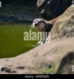 Più piccolo al mondo lontra, Asian Small artigliato Otter Aonyx Cinerus sulle rocce in presenza di luce solare Foto Stock