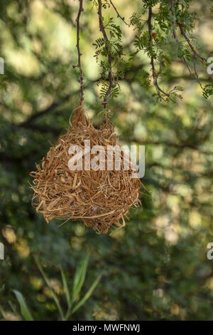 Weaver bird nest in acacia in oudthoorne sulla Garden Route del Sud africa Foto Stock