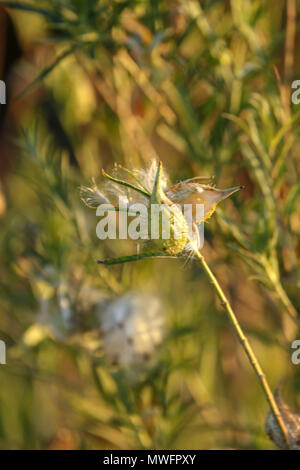 Physocarpus Gomphocarpus seedpods in pieno sole autunnale, Sud Africa Foto Stock