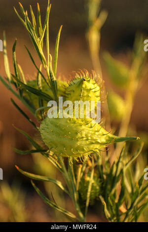 Physocarpus Gomphocarpus seedpods in pieno sole autunnale, Sud Africa Foto Stock