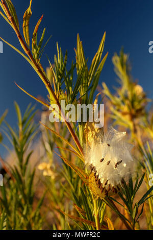 Physocarpus Gomphocarpus seedpods in pieno sole autunnale, Sud Africa Foto Stock