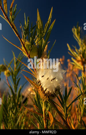 Physocarpus Gomphocarpus seedpods in pieno sole autunnale, Sud Africa Foto Stock