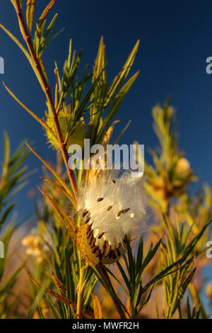 Physocarpus Gomphocarpus seedpods in pieno sole autunnale, Sud Africa Foto Stock