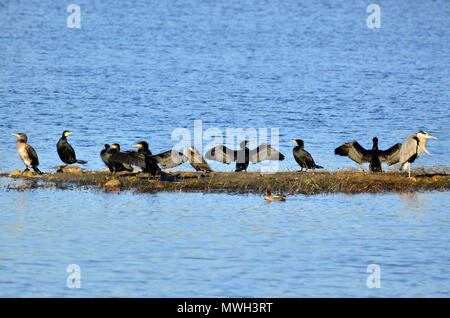 Il cormorano (Phalacrocorax carbo) e airone cinerino (Ardea cinerea) a Sevenoaks Riserva Naturale, Kent, Regno Unito Foto Stock