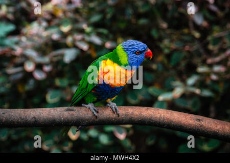 Pappagallo colorato Lori o Loriinae con testa blu si siede sul ramo di albero nella foresta vicino fino Foto Stock