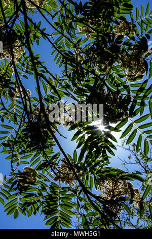 Giapponese rowan, Sorbus commixta Foto Stock