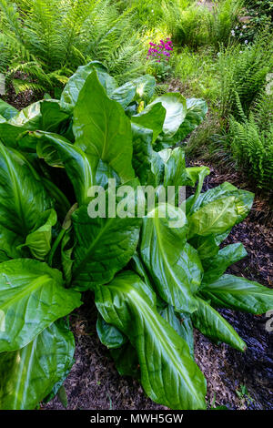 Foglie grandi, cavolo americano skunk, Lysichiton americanus coltivando in suolo umido Foto Stock