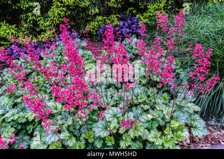 Corallo Bells Heuchera 'Paris' Heuchera Flowers Garden Scene Heucheras Red Flower Bed Decorative Shady Garden Bed Hardy Plants Flowering Herbaceous Foto Stock