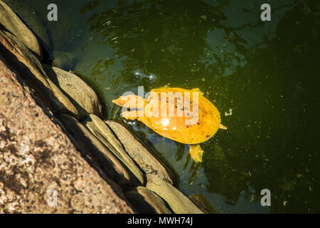 Tempio di Wat Prayoon (Turtle tempio a Bangkok, Thailandia. Foto Stock