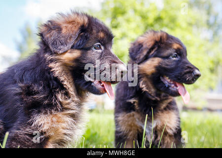 Due cuccioli di pastore tedesco divertirsi sul prato verde nella giornata di sole Foto Stock