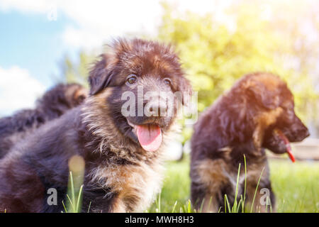 Due cuccioli di pastore tedesco divertirsi sul prato verde nella giornata di sole Foto Stock