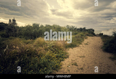 Vegetazione sulla strada di sabbia verso la spiaggia di Sanlucar de Barrameda Foto Stock