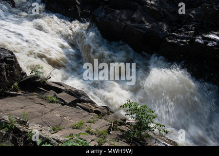 Fiume Potomac in inondazione attraverso un canale laterale mentre un piccolo albero aggrappato alla roccia a Great Falls, Maryland, Stati Uniti d'America Foto Stock