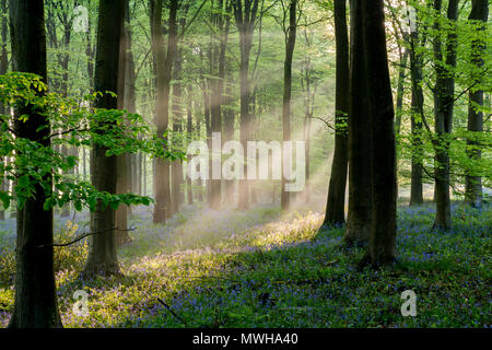 Alberi di luce nelle prime ore del mattino in un bluebell legno. King's legno, Challock, Kent, Regno Unito. Foto Stock