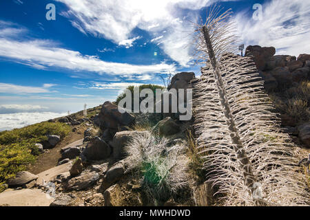 Erba gialla e albero morto in semidesert vicino neide vulcano sull isola di Tenerife con pietre e cielo blu Foto Stock