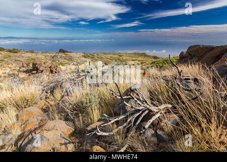 Erba gialla e albero morto in semidesert vicino neide vulcano sull isola di Tenerife con pietre e cielo blu Foto Stock