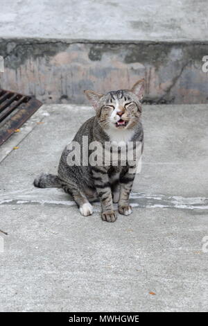 Gatto che ride Foto Stock