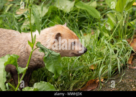 Il cane di bush (Speothos venaticus), in zoo di Madrid, Spagna, Europa. Foto Stock