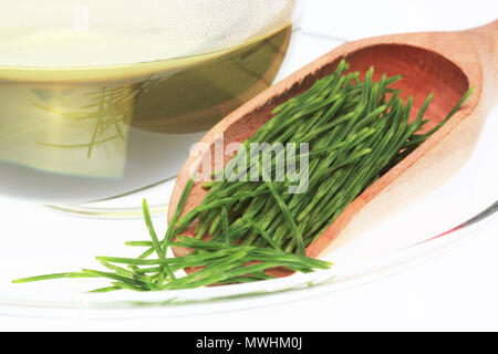 Horsetailtea, tè, tè medicinali, herbtea, pianta medicinale, Equisetum arvense, il campo equiseto o comuni o equiseto Foto Stock