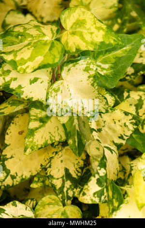 Hedera helix 'idas Touch' Foto Stock