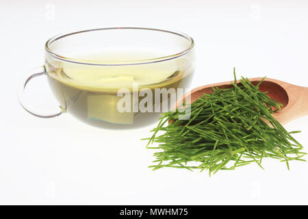 Horsetailtea, tè, tè medicinali, herbtea, pianta medicinale, Equisetum arvense, il campo equiseto o comuni o equiseto Foto Stock