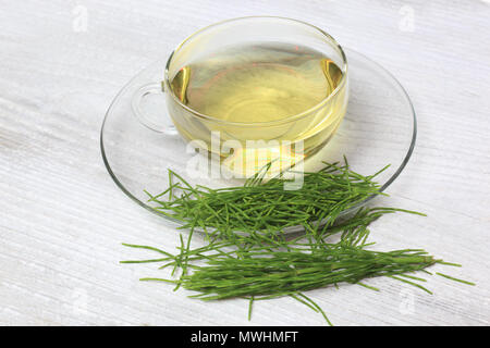 Horsetailtea, tè, tè medicinali, herbtea, pianta medicinale, Equisetum arvense, il campo equiseto o comuni o equiseto Foto Stock