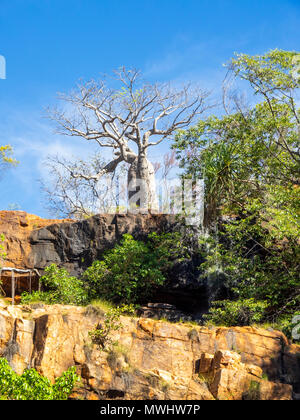 Un boab tree sulla parte superiore di un pindan roccia nella Kimberley WA Australia Foto Stock