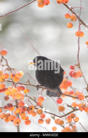 Maschio nero uccello (Turdus merula) in un granchio melo in inverno, Gran Bretagna, Regno Unito Foto Stock